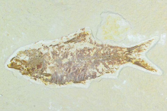 Bargain, Fossil Fish (Knightia) - Wyoming #126510